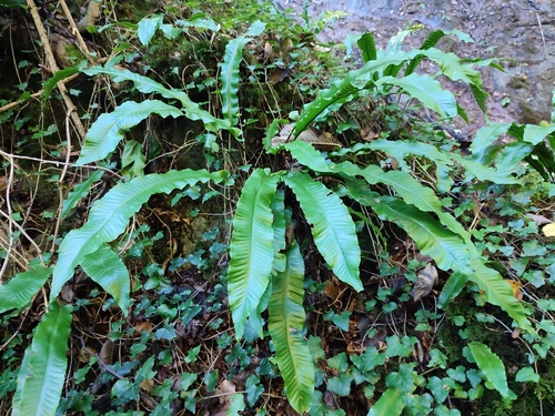 Hart's-tongue fern