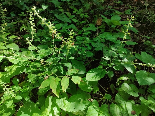 Sticky Sage