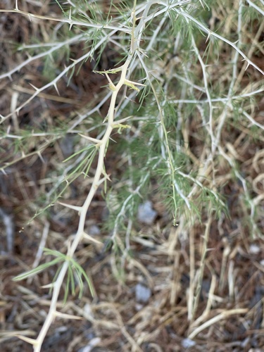 Asparagus albus