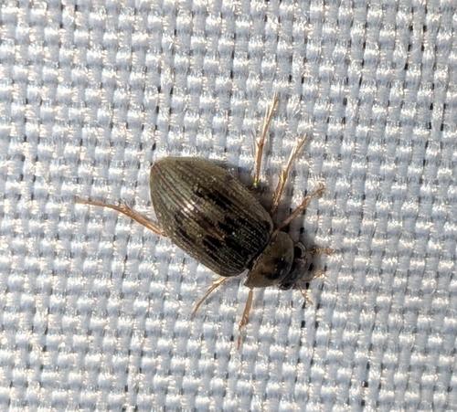 Berosus