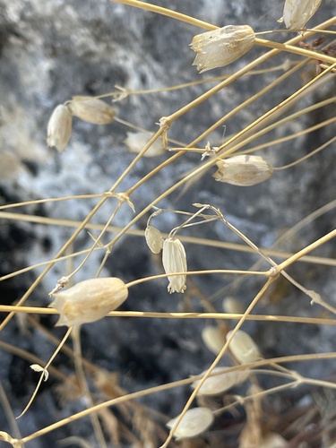 bladder campion