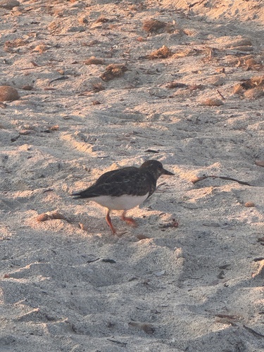 Ruddy Turnstone