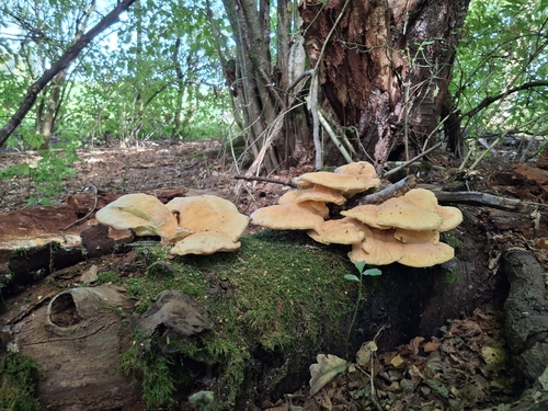 chicken of the woods