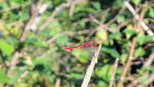 Broad Scarlet