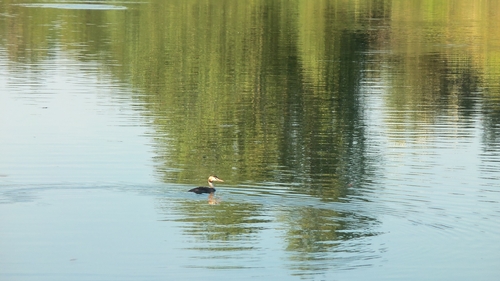 Great Crested Grebe