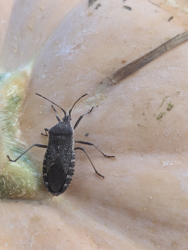 Squash Bug