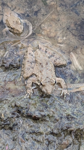 Blanchard's Cricket Frog
