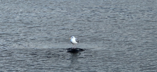 American Herring Gull