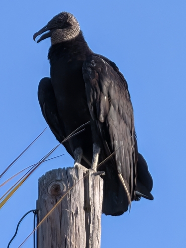 Black Vulture