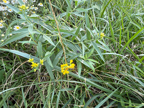 flat-topped goldenrod