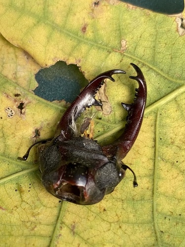 European Stag Beetle