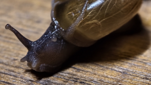 Tanychlamys hippocastaneum