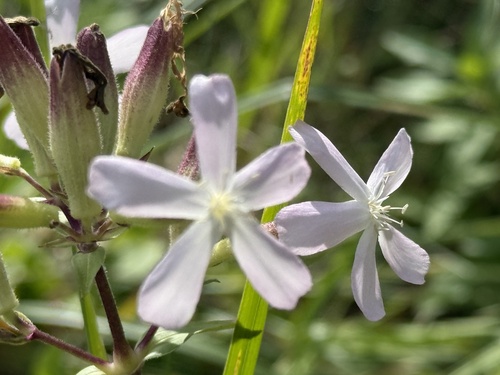 common soapwort