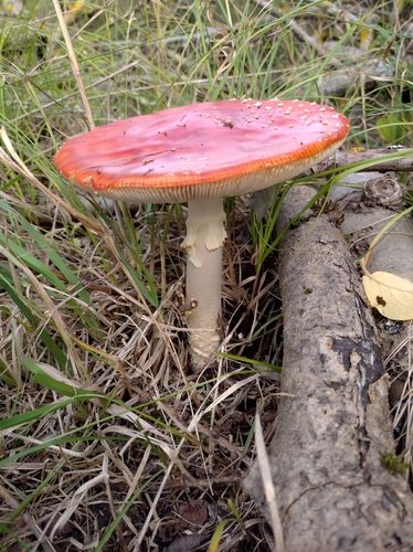 Fly Agaric