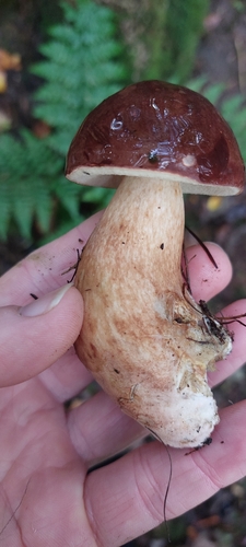 Bay Bolete