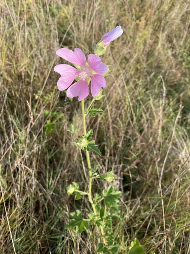 Eastern Tree-mallow