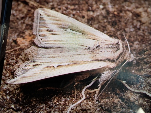 L-album Wainscot