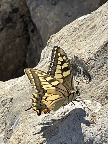 Old World Swallowtail