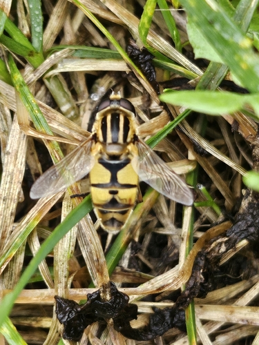 Broad-headed Marsh Fly