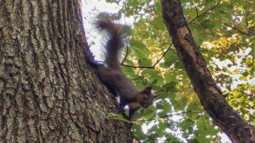 Eurasian Red Squirrel