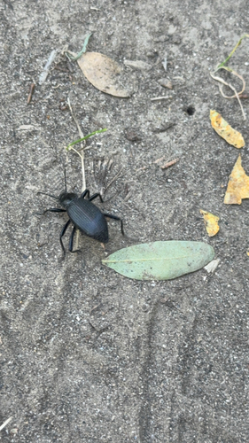 Rough-lipped Darkling Beetle
