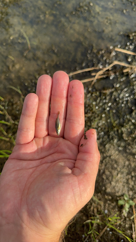 Brook Stickleback