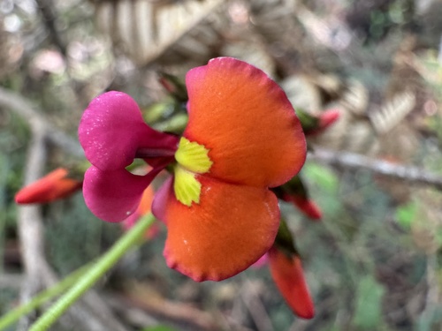 Coral Vine