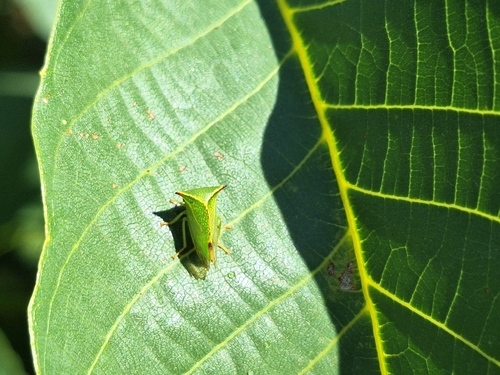 Buffalo Treehopper