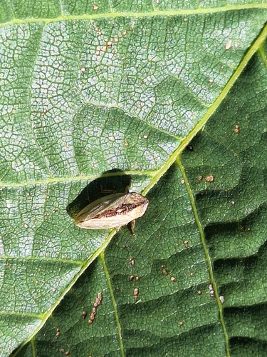 Meadow Spittlebug