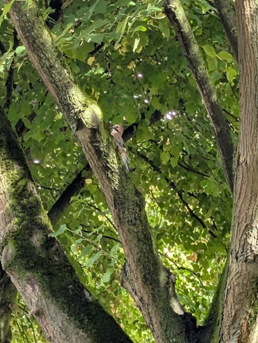 Eurasian Jay