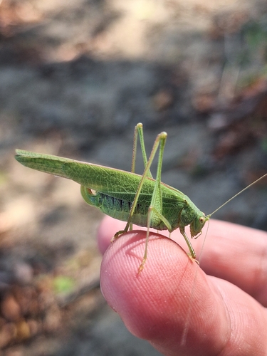 Mediterranean Katydid