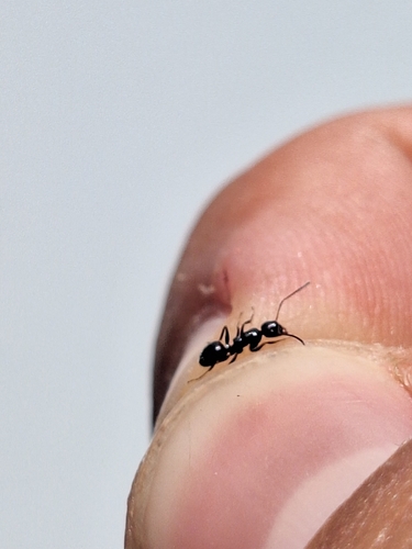 Camponotus piceus