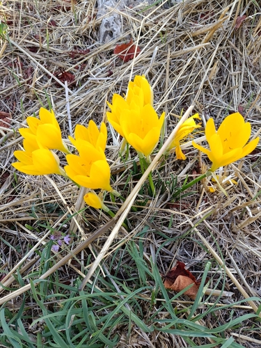 Winter Daffodil