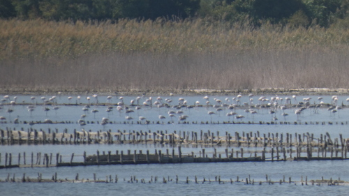 Greater Flamingo