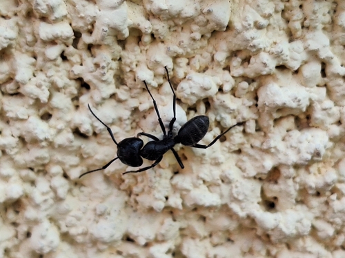 Hairy Carpenter Ant