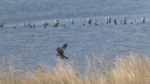 Western Marsh Harrier