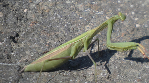 European Mantis