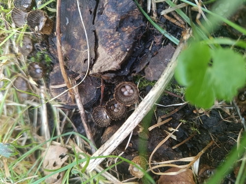 fluted bird's nest fungus