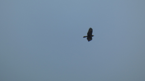 Common Buzzard