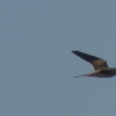 Eurasian Kestrel