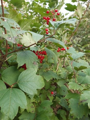guelder-rose