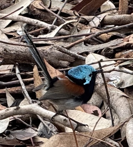 Red-winged Fairywren