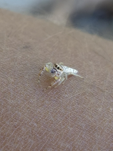 Long-jawed Jumping Spiders