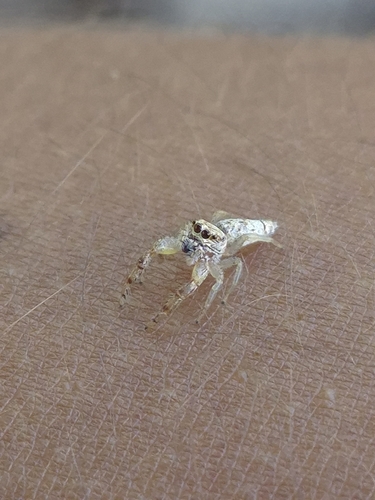 Long-jawed Jumping Spiders