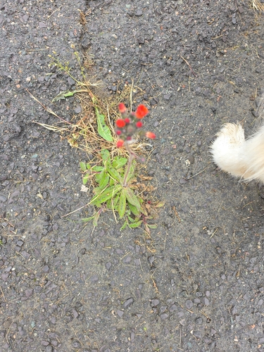 orange hawkweed