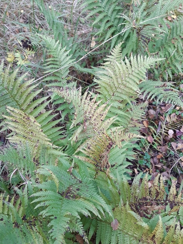 male fern