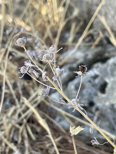 Autumn Squill