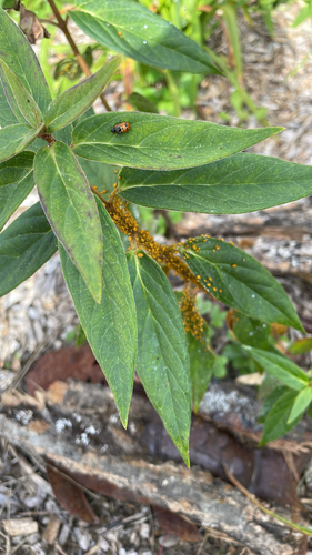 Oleander Aphid