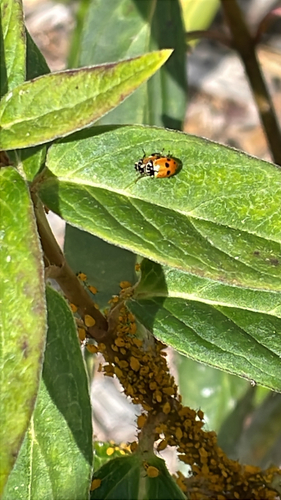 Variegated Lady Beetle