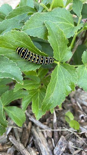 Black Swallowtail
